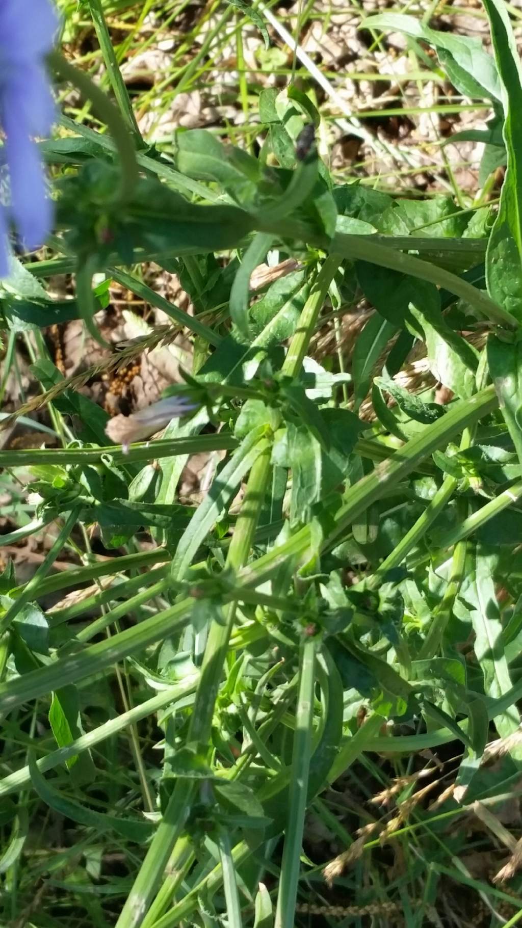 Cichorium intybus